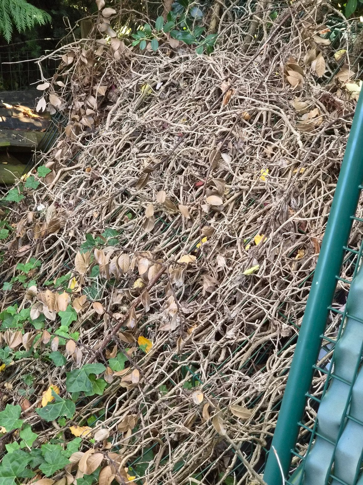 Oud ijzer hekwerk met klimop en poort, Ophalen of Verzenden