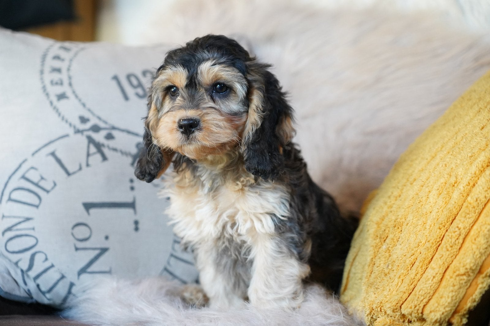 Cockapoo pups | Dwergpoedel x Engelse Cocker Spaniel, Parvo, Nederland, 8 tot 15 weken, Meerdere