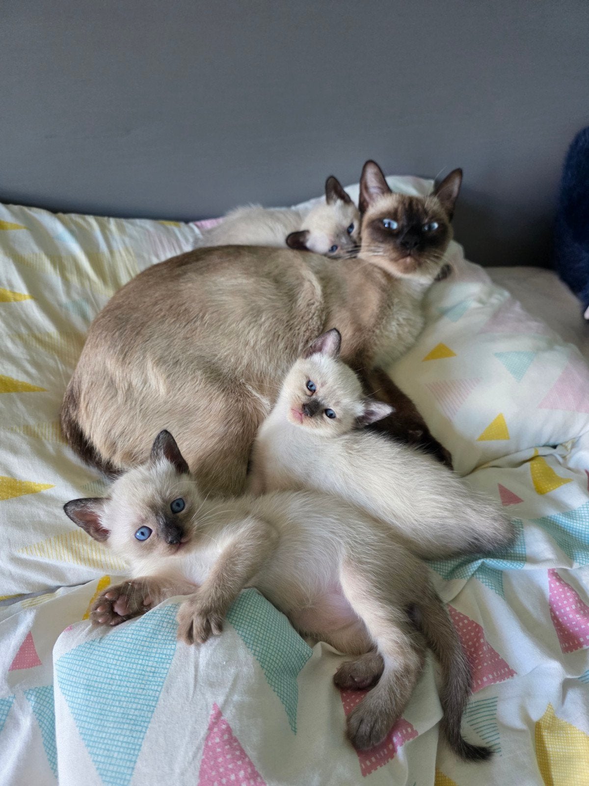 Schattige & Sociale Siamees Kittens, Dieren en Toebehoren, Meerdere dieren, Gechipt, 0 tot 2 jaar