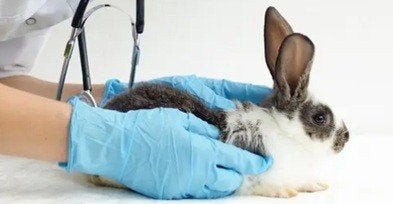 Konijn RHD vaccineren door dierenarts 7,50 Euro per konijn, Dieren en Toebehoren, Meerdere dieren, Groot