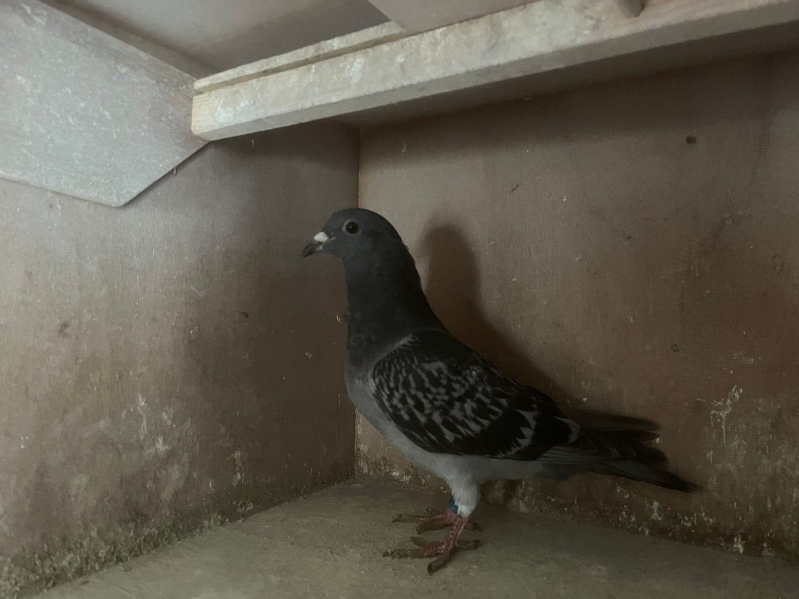 Klk New cape Frits en Wytse mantel, Dieren en Toebehoren, Mannelijk, Postduif