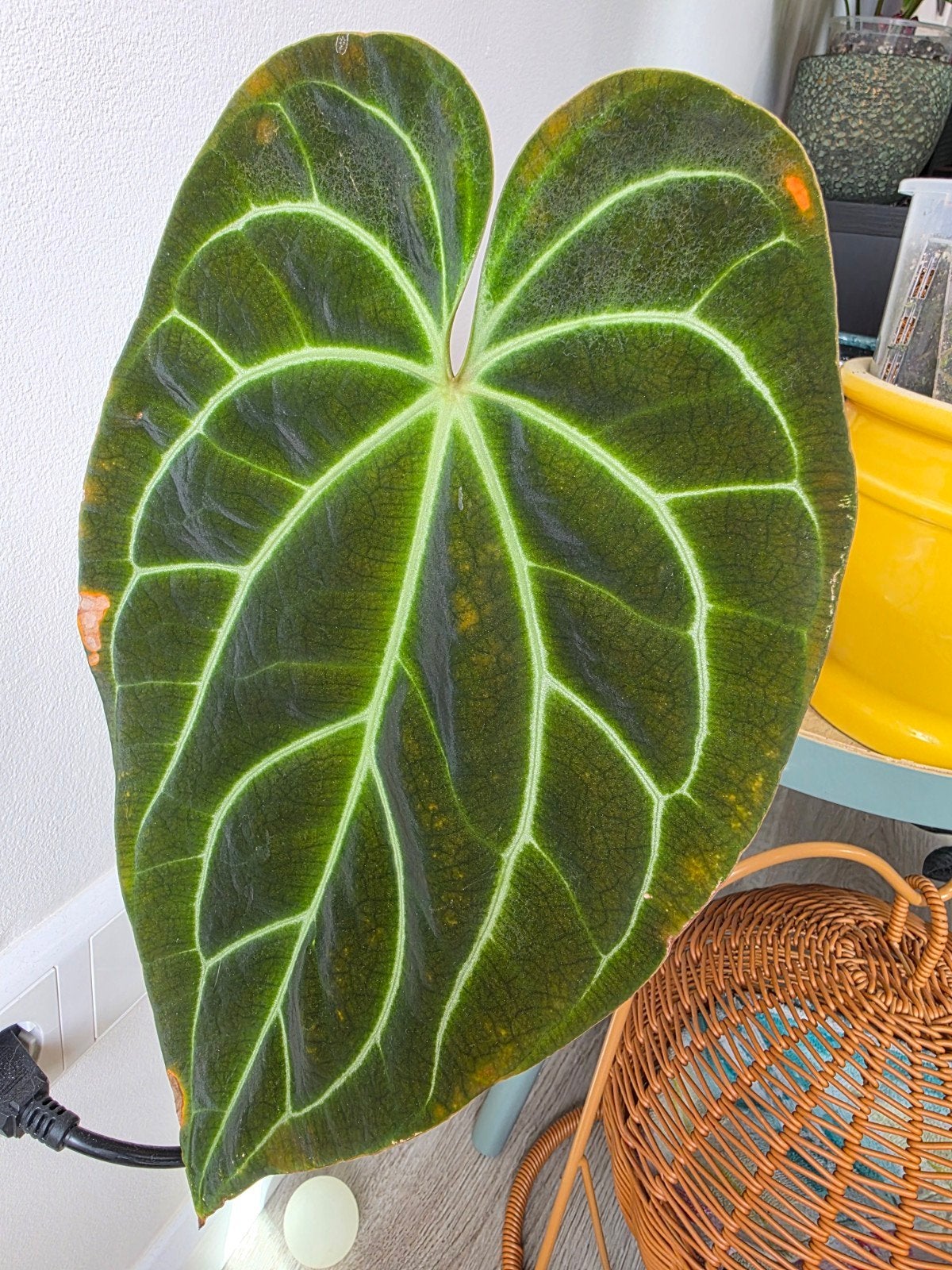 Anthurium Besseae af, Ophalen of Verzenden, Overige soorten, Minder dan 100 cm