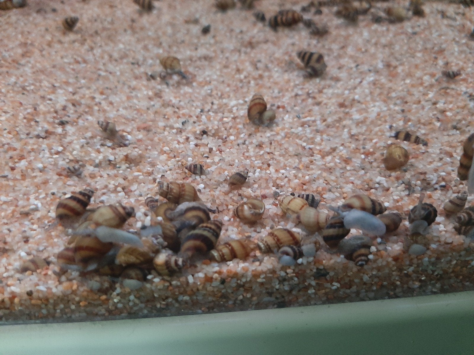 Te koop Helena slakken (SLAKETENDE SLAKKEN), Dieren en Toebehoren, Vissen | Aquariumvissen, Slak of Weekdier