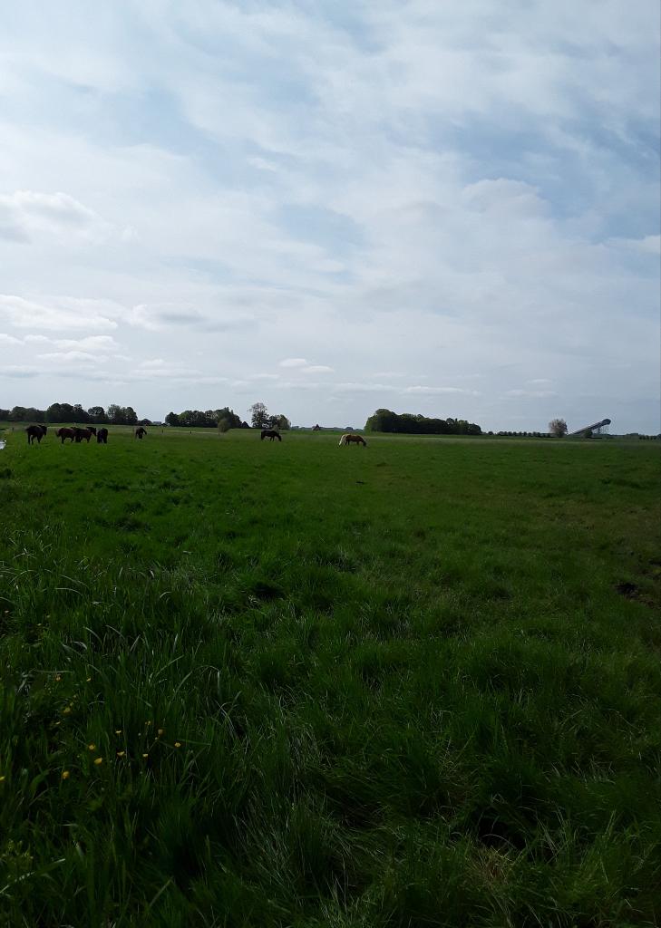 pensionstal met weidegang in Stompwijk, Dieren en Toebehoren, Weidegang, 1 paard of pony