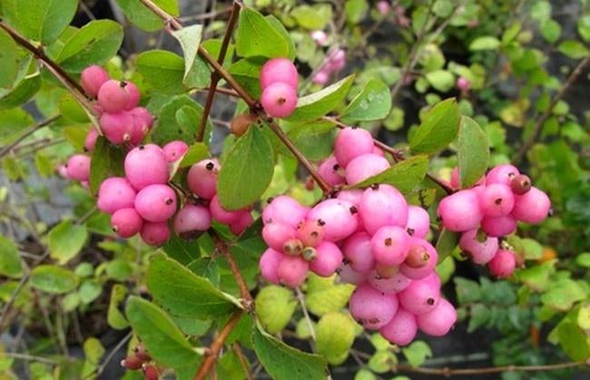 STRUIK Symphoricarpos doorenbosii Mother of Pearl' Sneeuwbes, Bodembedekkers, Vaste plant, Ophalen of Verzenden, Halfschaduw