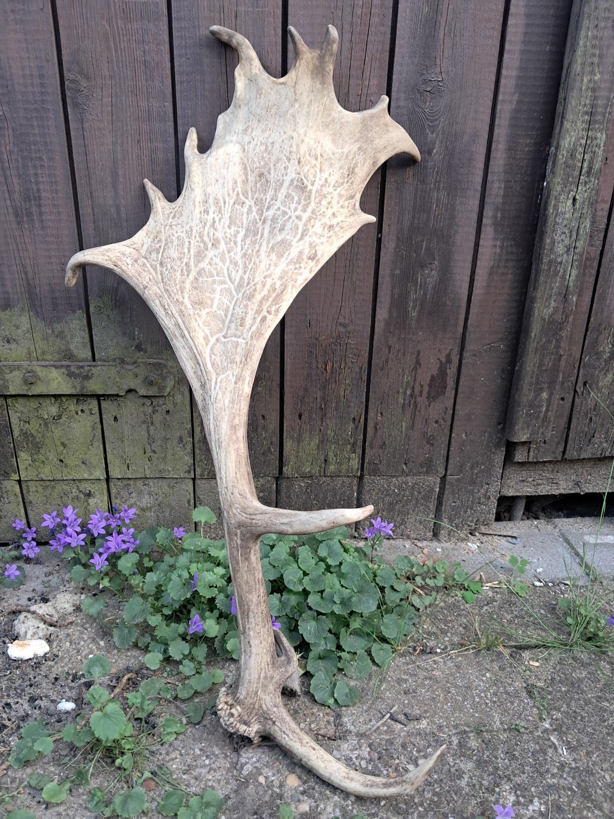 Enorme Damhert Gewei Stang (90 cm) met Uniek Brede Schoffel, Ophalen, Gebruikt, Hert, Gewei of Kop