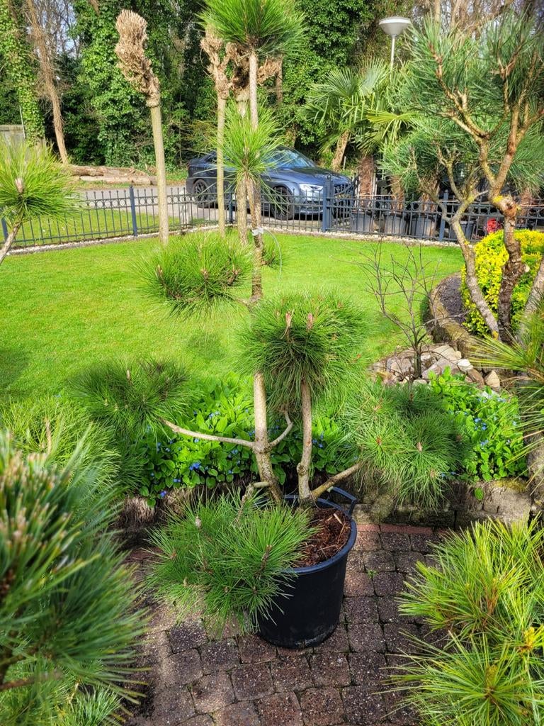 Pinus Sylvestris nigra wallichiana en peuce pinus, Ophalen, Bloeit niet, Overige soorten, Volle zon