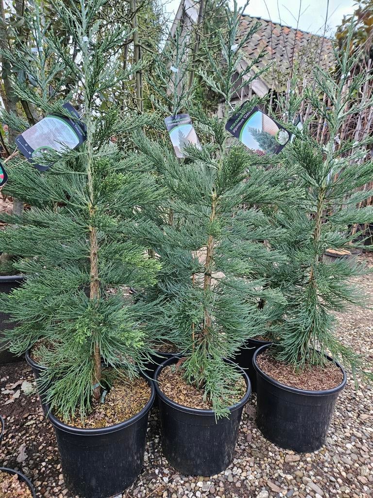 Sequoiadendron giganteum "Glaucum" / blauwe mammoetboom, Tuin en Terras, Planten | Bomen, Bloeit niet, 400 cm of meer, Ophalen