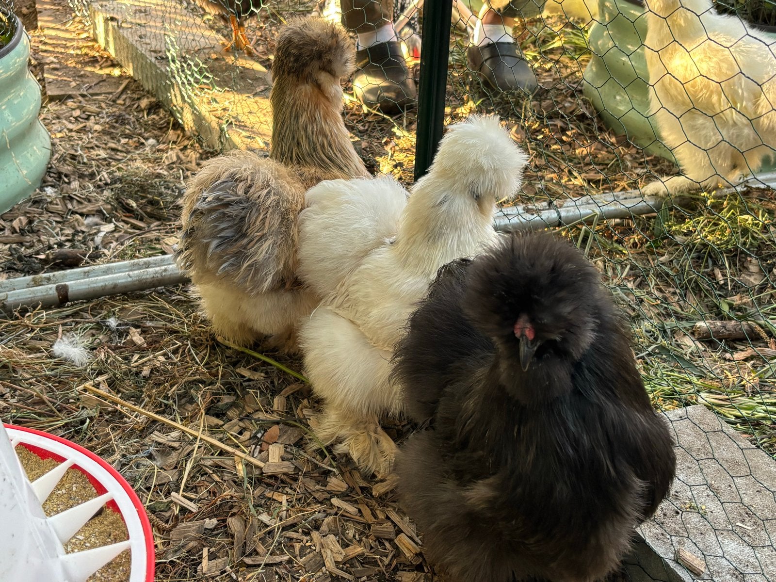 Trio zijdehoen, twee hennen en een haan, Dieren en Toebehoren, Pluimvee, Meerdere dieren, Kip