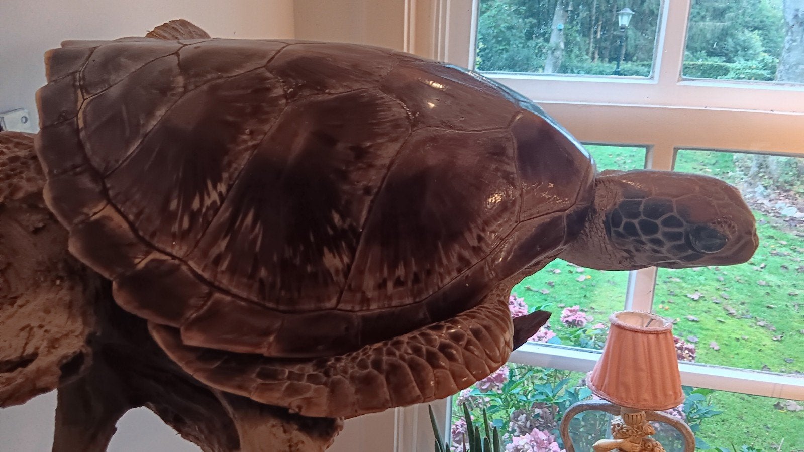 Opgezette zeeschildpad op hout, Ophalen of Verzenden, Gebruikt