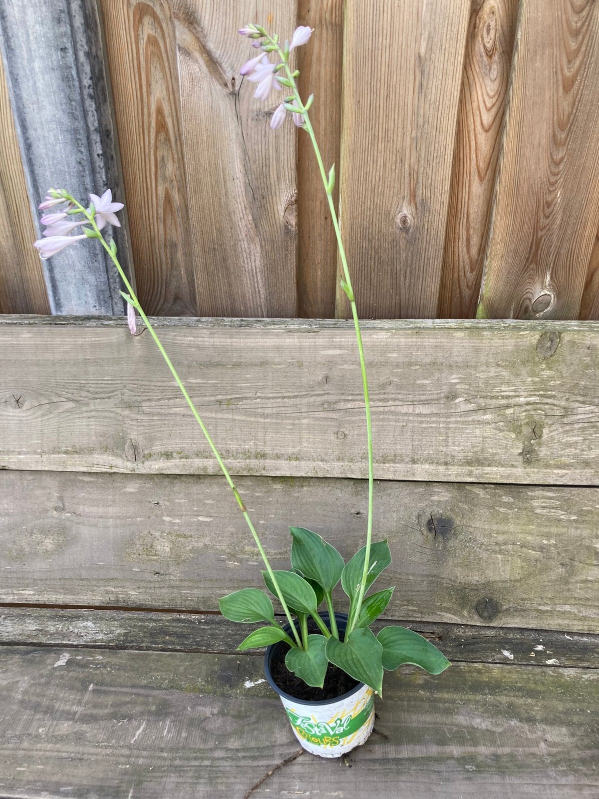 Hosta vaste plant, Tuin en Terras, Vaste plant, Halfschaduw, Zomer, Ophalen