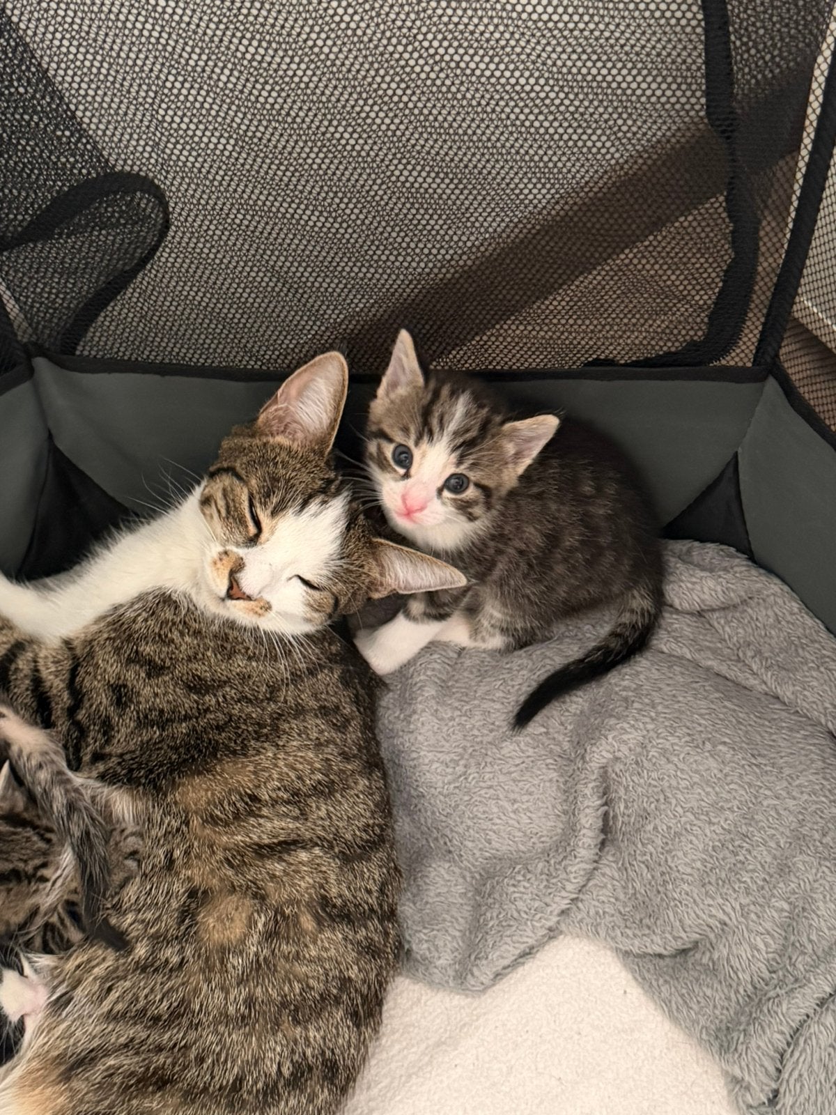 🐾 Lieve kittens te koop 🐾 Cyperse & Britse Korthaar, Dieren en Toebehoren, Meerdere dieren, Ontwormd