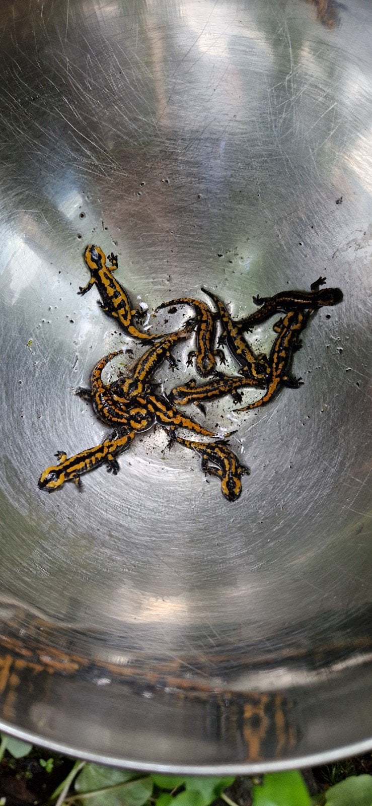 Vuursalamanders Salamandra salamandra terrestris, Amfibie, Tam, 0 tot 2 jaar