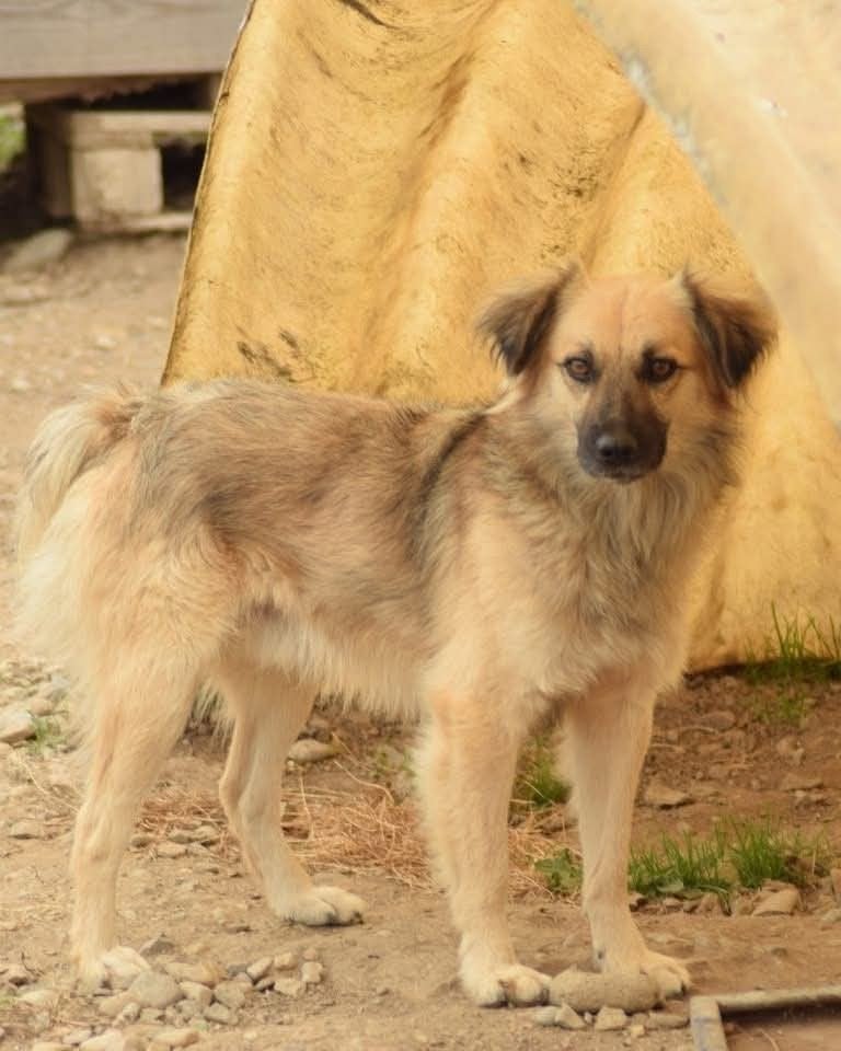 Stoere Taz ter adoptie!, Dieren en Toebehoren, Particulier, Reu, Buitenland, Parvo
