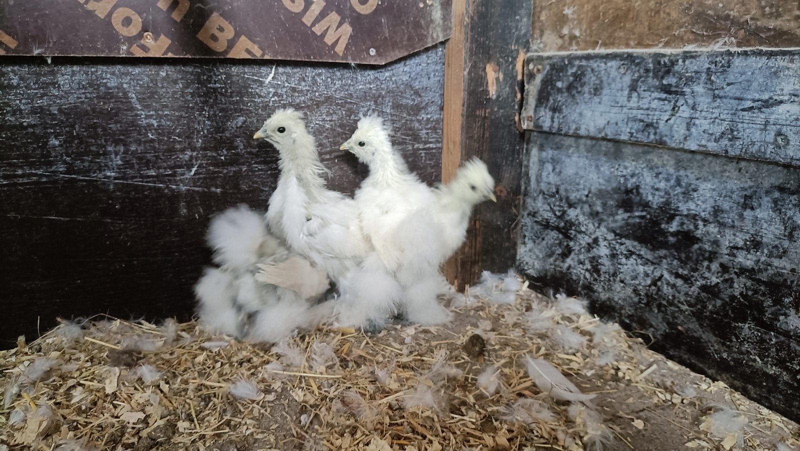 Zijdehoen kuikens, Dieren en Toebehoren, Geslacht onbekend, Kip