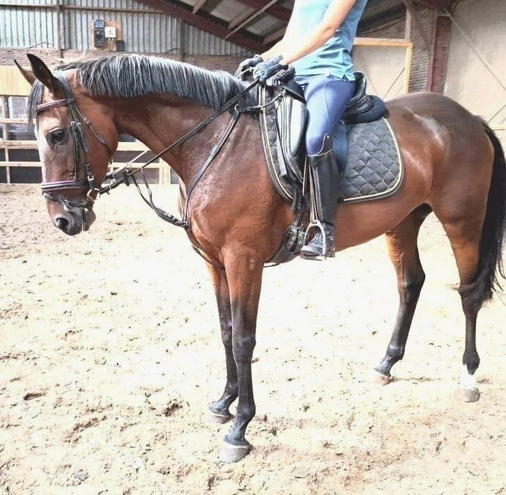 Superbrave 5 jr allrounder 1,64 m(recreatie-manege-sport), Merrie, 3 tot 6 jaar, 160 tot 165 cm, Recreatiepaard