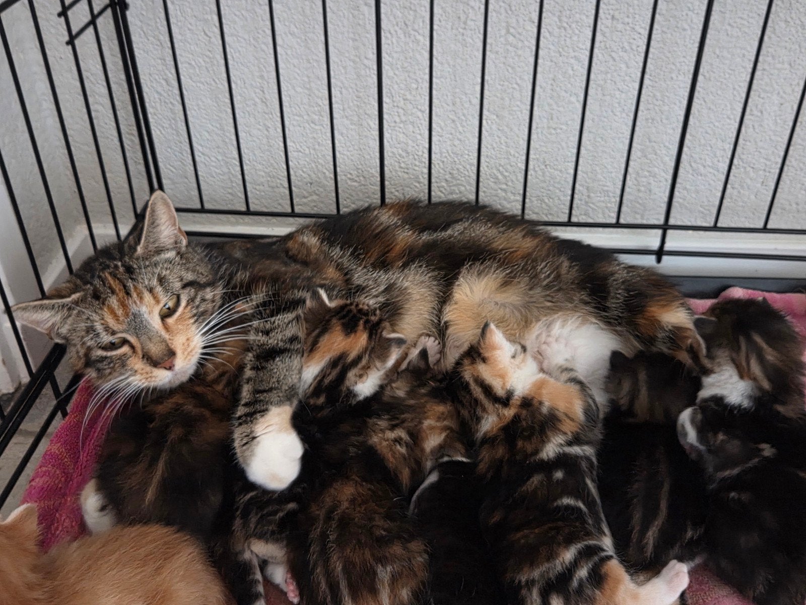 Super lieve en mooie kittens, Dieren en Toebehoren, Katten en Kittens | Overige Katten, Meerdere dieren