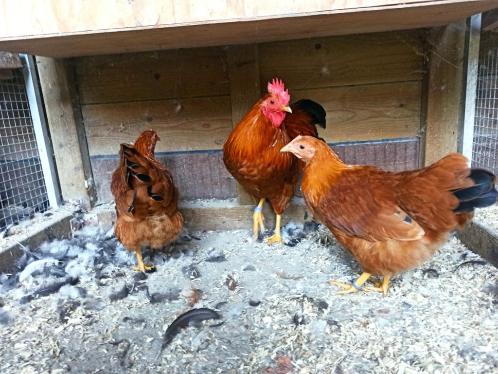 3 hen New Hampshire kriel hennen en broed eieren, Dieren en Toebehoren, Pluimvee, Geslacht onbekend, Kip