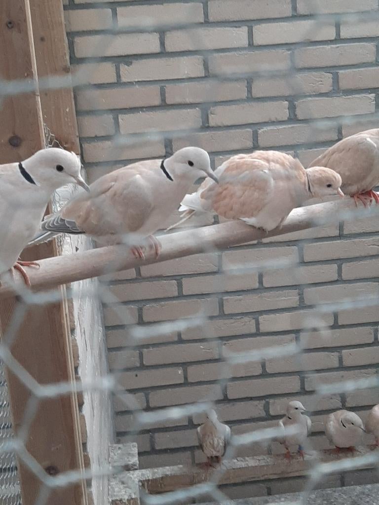 Te koop lachduiven/tortelduiven/tortels., Dieren en Toebehoren, Vogels | Duiven, Meerdere dieren, Tortelduif