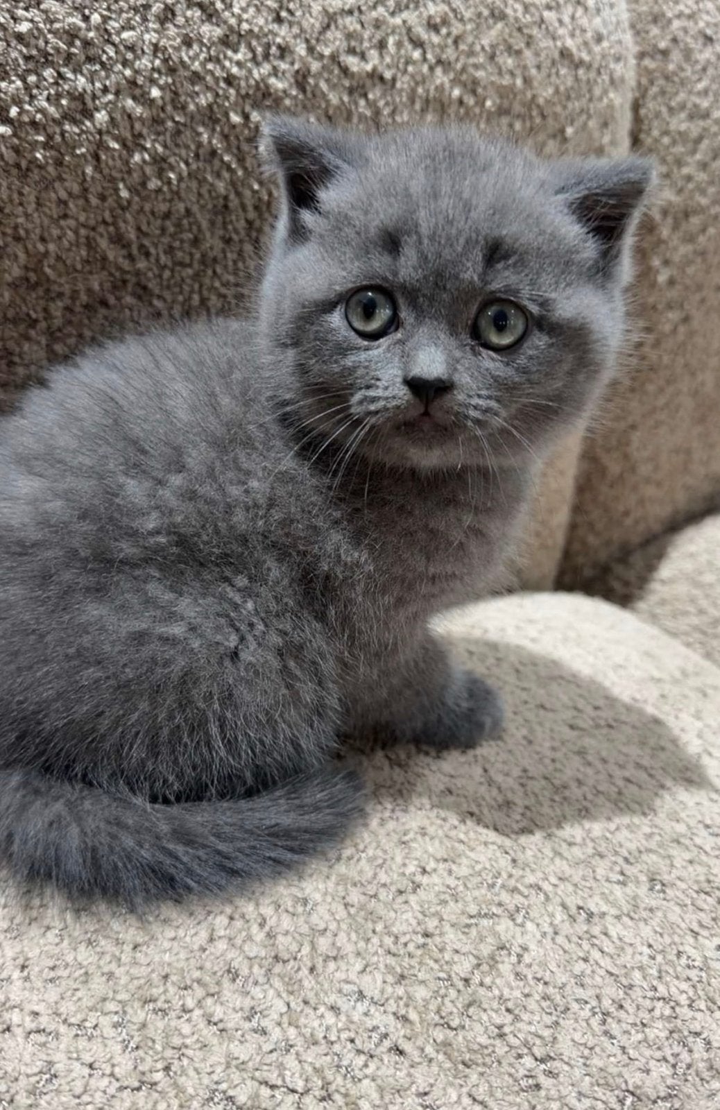 Britse korthaar kitten kater met alles, Kater, Ontwormd