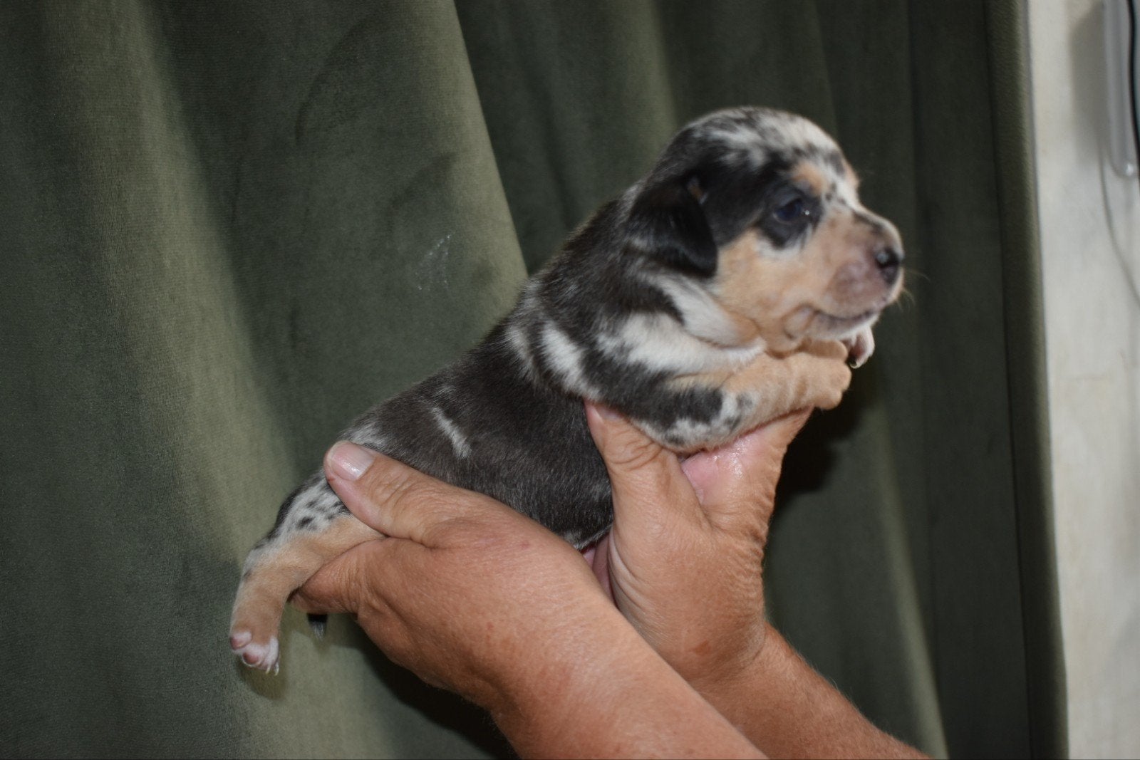 Zeer mooie Jack Russel pups uit geteste ouders, Dieren en Toebehoren, Honden | Jack Russells en Terriërs, Parvo, Jack Russell Terriër