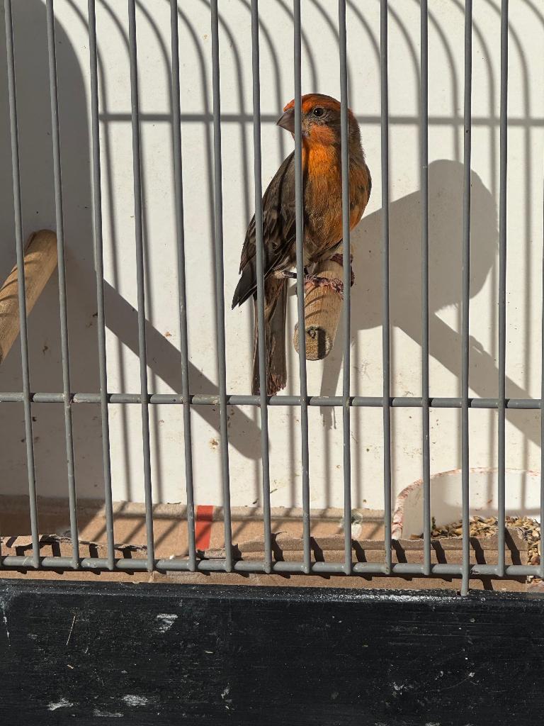 Bastaard putter man 2023, Dieren en Toebehoren, Vogels | Overige Vogels, Mannelijk, Wildzangvogel, Geringd