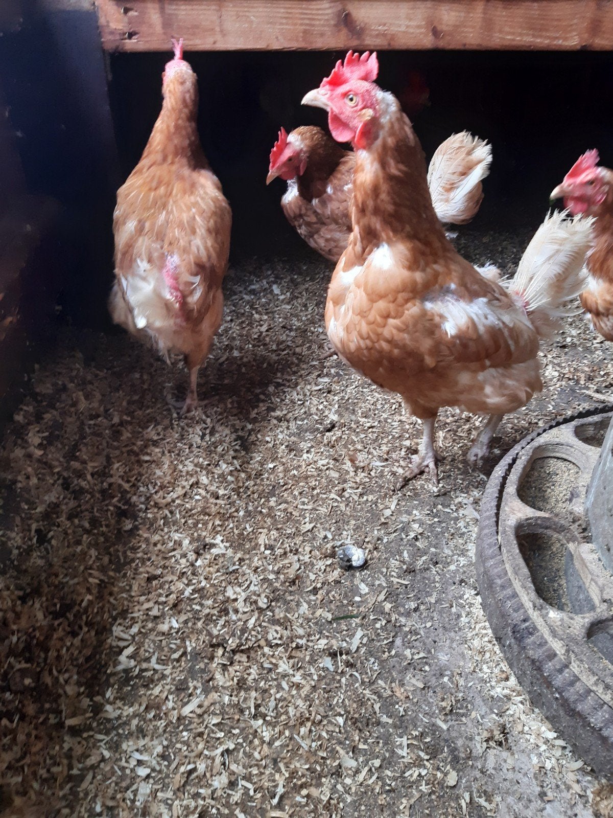 8 bruine legkippen, Dieren en Toebehoren, Vrouwelijk, Kip