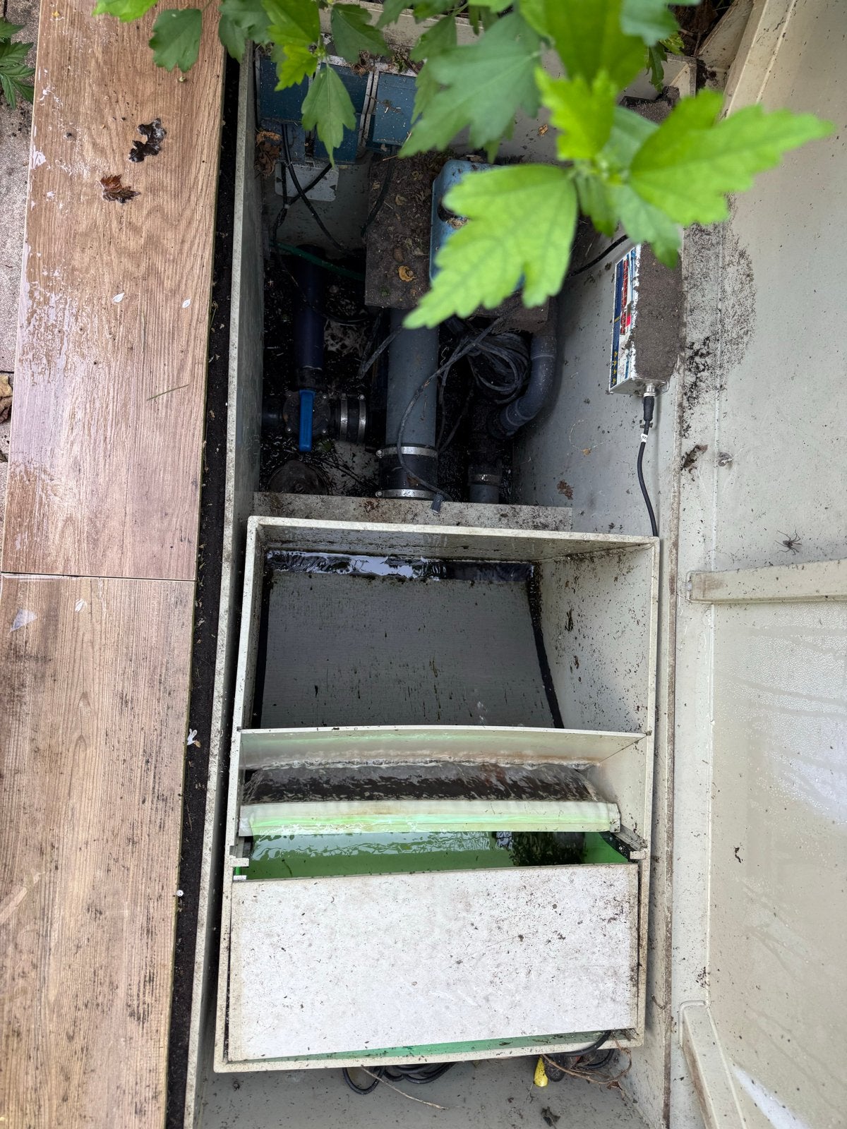 Prachtige Koi Karpers te Koop - Diverse Soorten en Maten, Tuin en Terras, Vijvers, Ophalen of Verzenden, Gebruikt