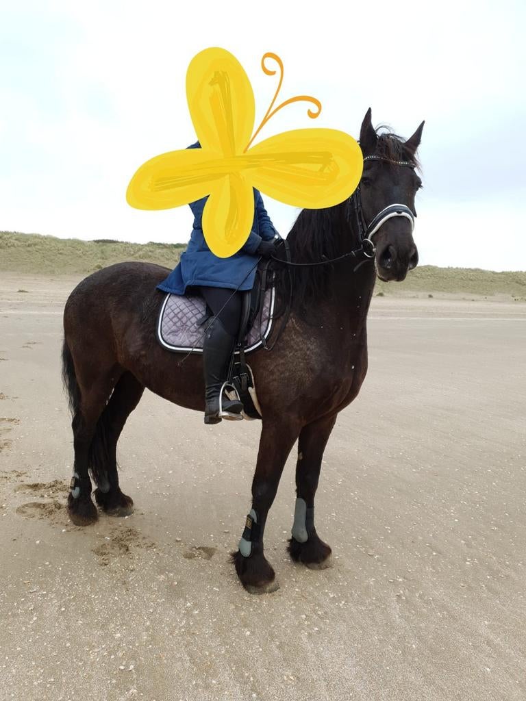 Grijze set Anky en BR, Dieren en Toebehoren, Paarden en Pony's | Overige Paardenspullen, Ophalen of Verzenden, Zo goed als nieuw
