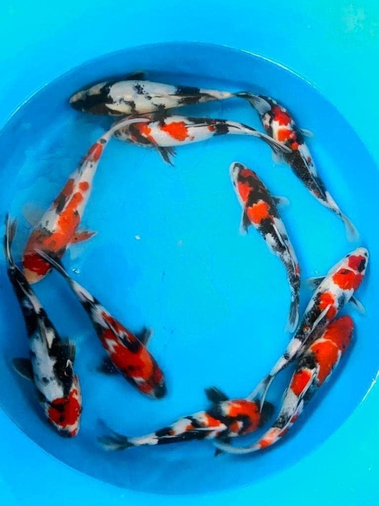 Einde seizoen verkoop Japankoi in Dalen , G&D Koi en aquaria, Dieren en Toebehoren, Karper of Koi