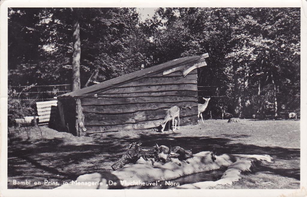 Norg. Vluchtheuvel. Bambi en Prins.  (`1957, Verzenden, 1940 tot 1960, Gelopen, Drenthe