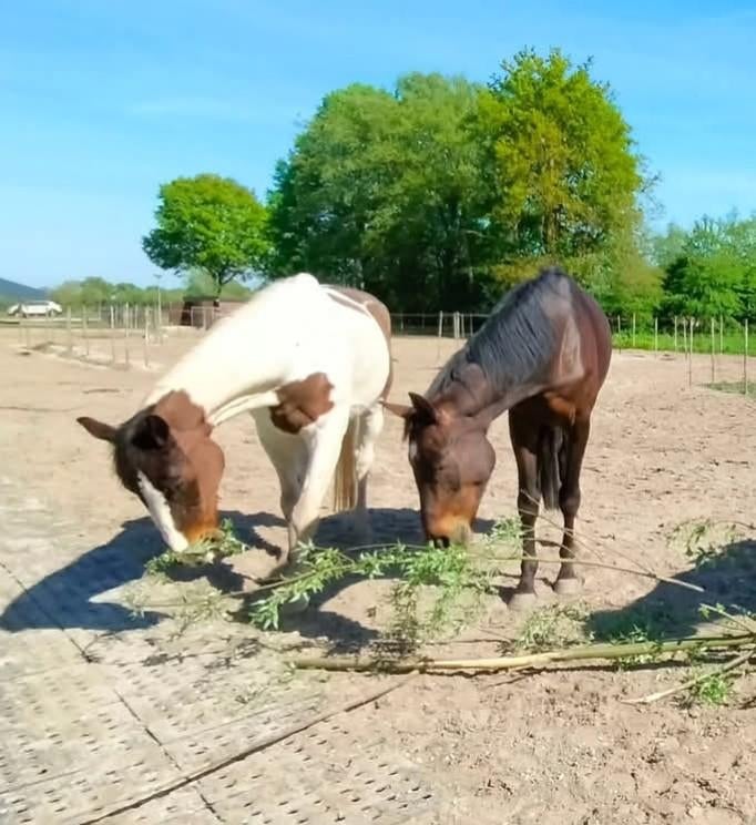 Paddock Browsing Paradise heeft een plek beschikbaar, Dieren en Toebehoren, Stalling en Weidegang