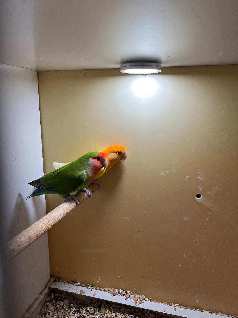 Kweekkoppel Agapornis, Dieren en Toebehoren, Vogels | Parkieten en Papegaaien, Meerdere dieren, Dwergpapegaai of Agapornis