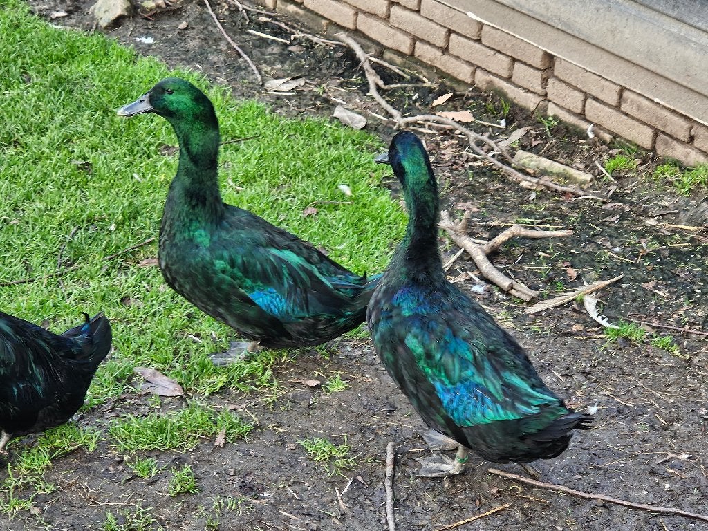 Cayuga koppel jong, Dieren en Toebehoren, Meerdere dieren, Eend
