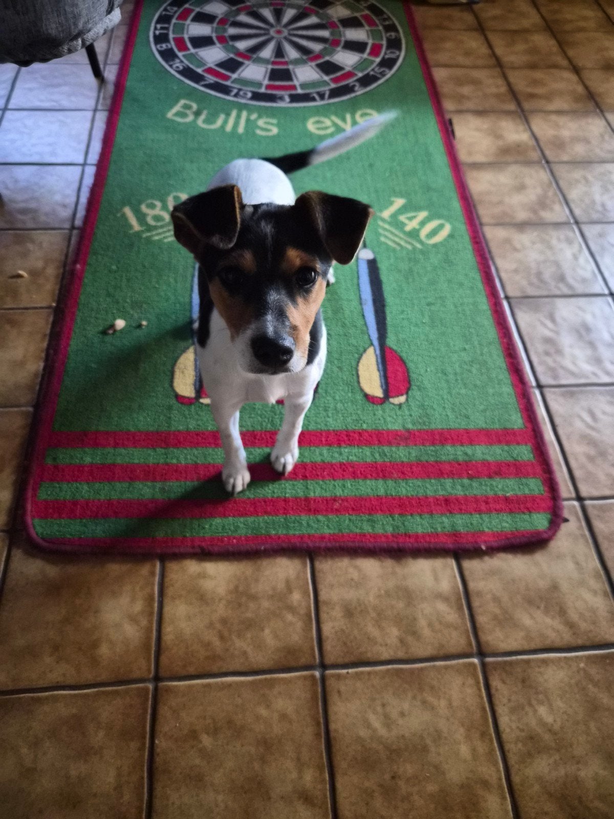 Boerenfox Teefje, Parvo, Jack Russell Terriër, 8 tot 15 weken, Teef