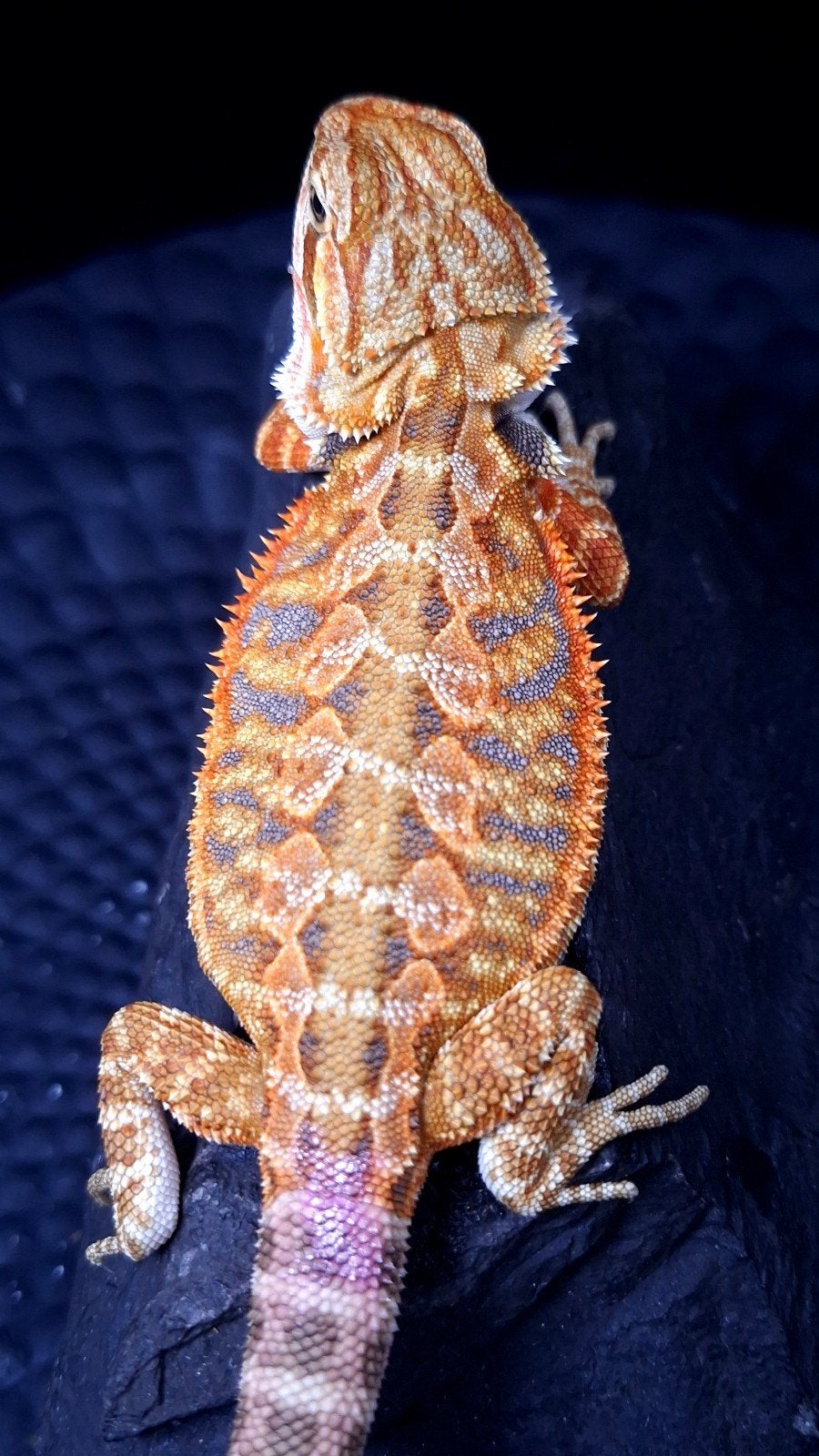 50% Red Monster Purple Tiger het. Hypo/Witblits/Trans Vrouw, Dieren en Toebehoren, Reptielen en Amfibieën, Hagedis, 0 tot 2 jaar