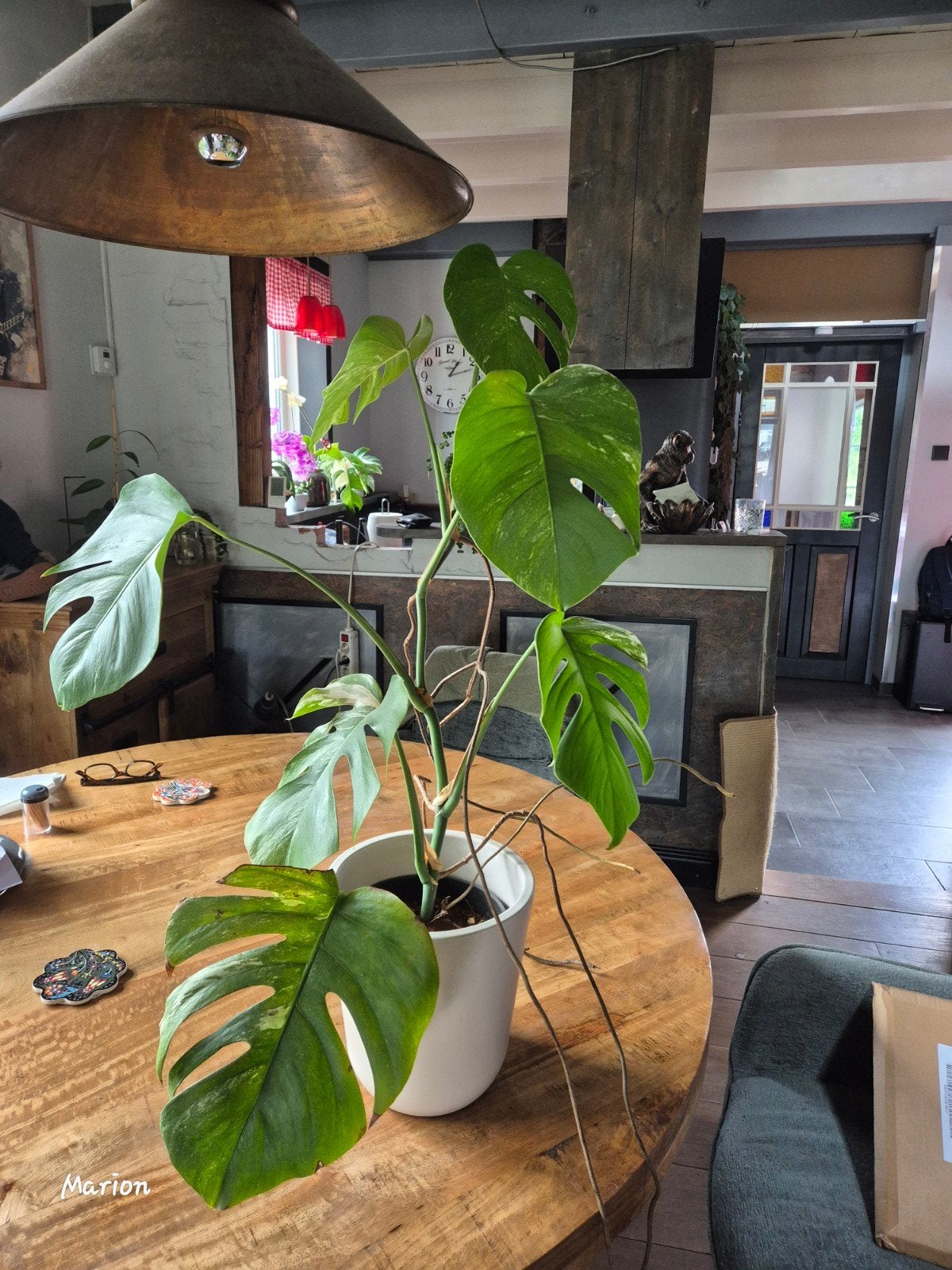 Monstera Variegata - Prachtige en zeldzame kamerplant, Ophalen, Halfschaduw, Minder dan 100 cm