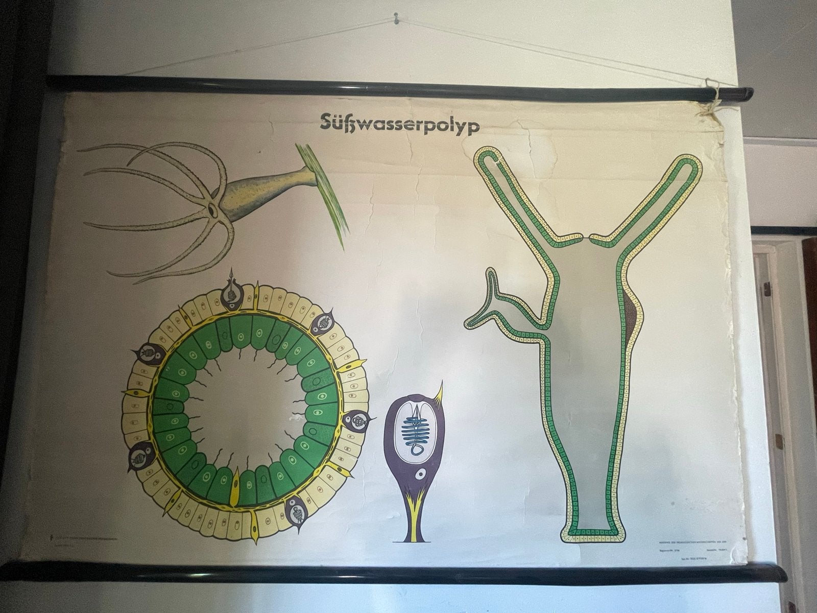 Vintage Schoolplaat Zoetwaterplant, Antiek en Kunst, Antiek | Schoolplaten, Ophalen, Natuur en Biologie