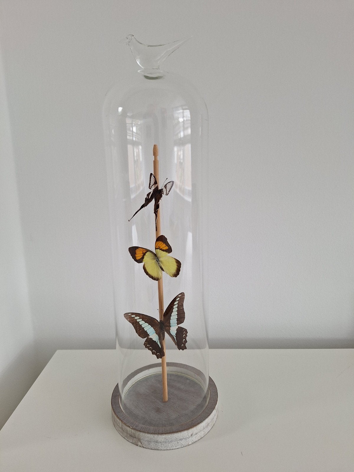 Glazen stolp met 3 vlinders, met vogel bovenop, Huis en Inrichting, Ophalen