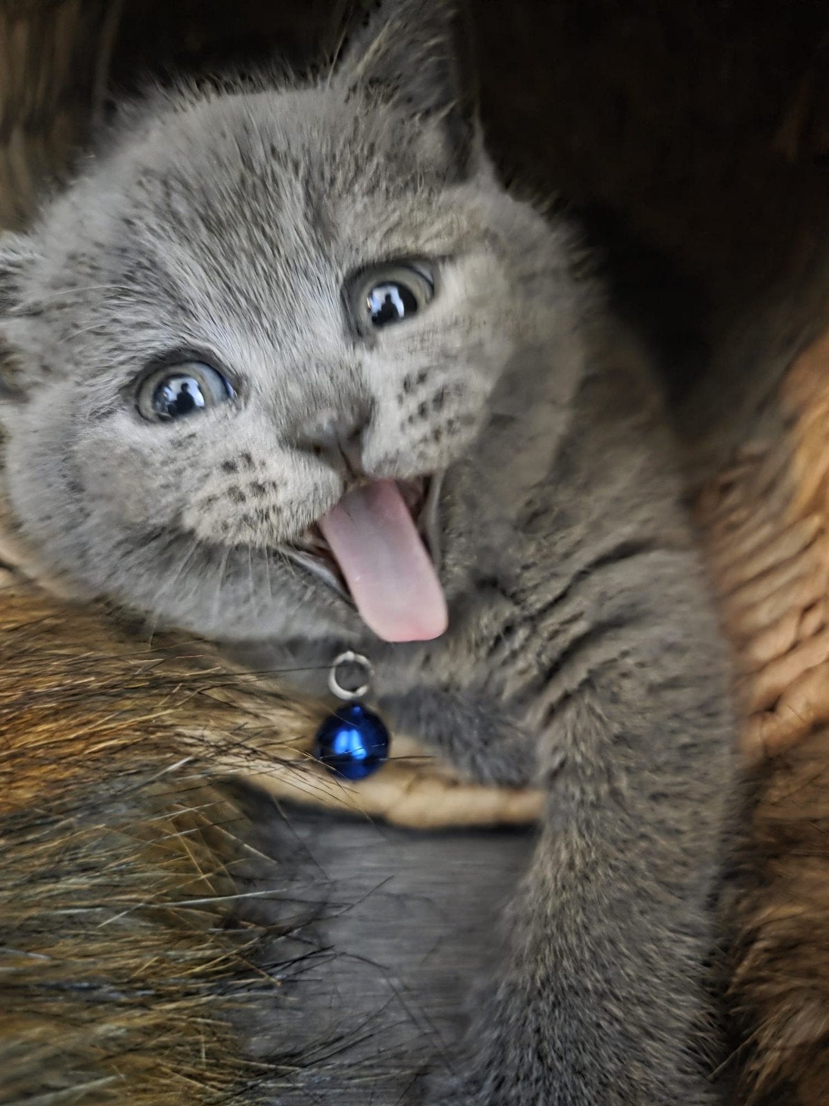Prachtige Britse Korthaar kittens