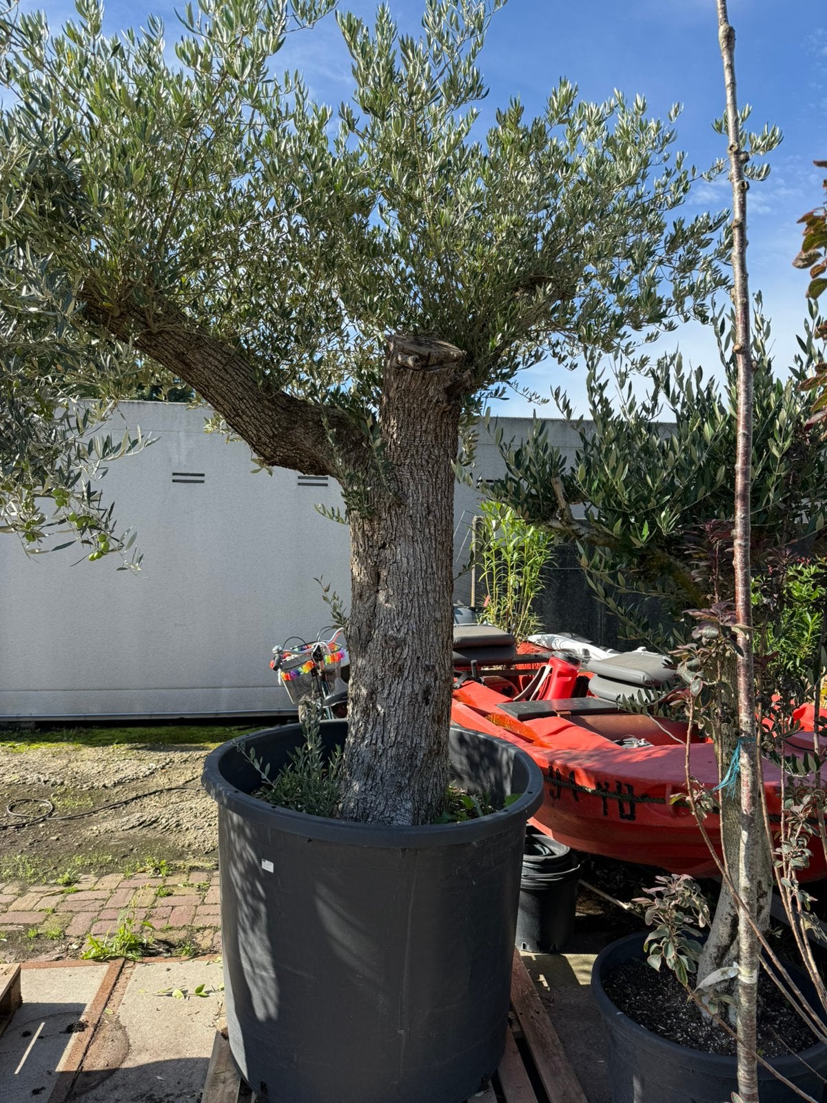 Deze week grote olijven en palm met 50,- extra korting, 100 tot 250 cm, Olijfboom, Zomer, Ophalen