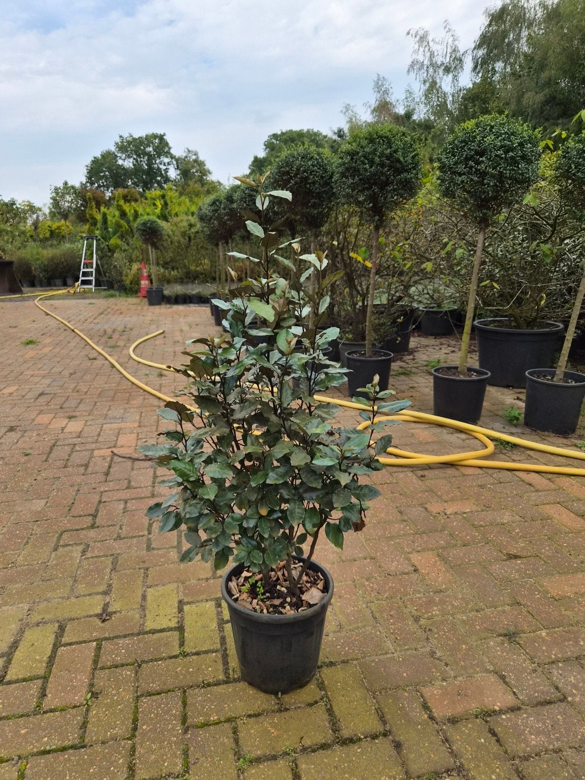 Elaeagnus Ebbingei Compacta - Wintergroene Olijfwilg, Vaste plant, Halfschaduw, Herfst, Ophalen
