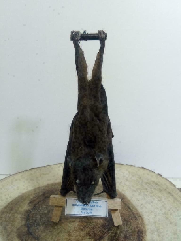 Opgezette hangende vleerhond, vleermuis, cynopterus sphinx, Ophalen of Verzenden, Nieuw, Overige soorten, Opgezet dier