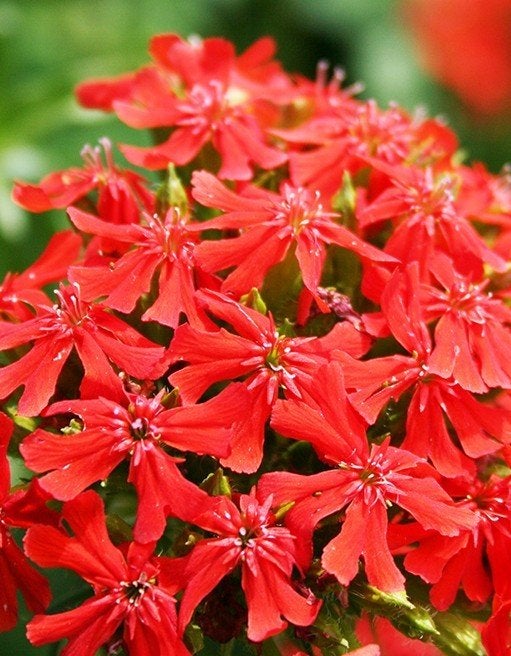 Brandende liefde pol 7x7cm€3,00, Ophalen of Verzenden, Najaar, Volle zon, Wortelstok