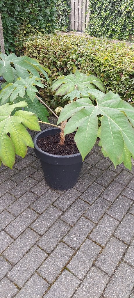 Prachtige Rijstpapierplant, Tuin en Terras, Ophalen, Vaste plant, Overige soorten, Halfschaduw