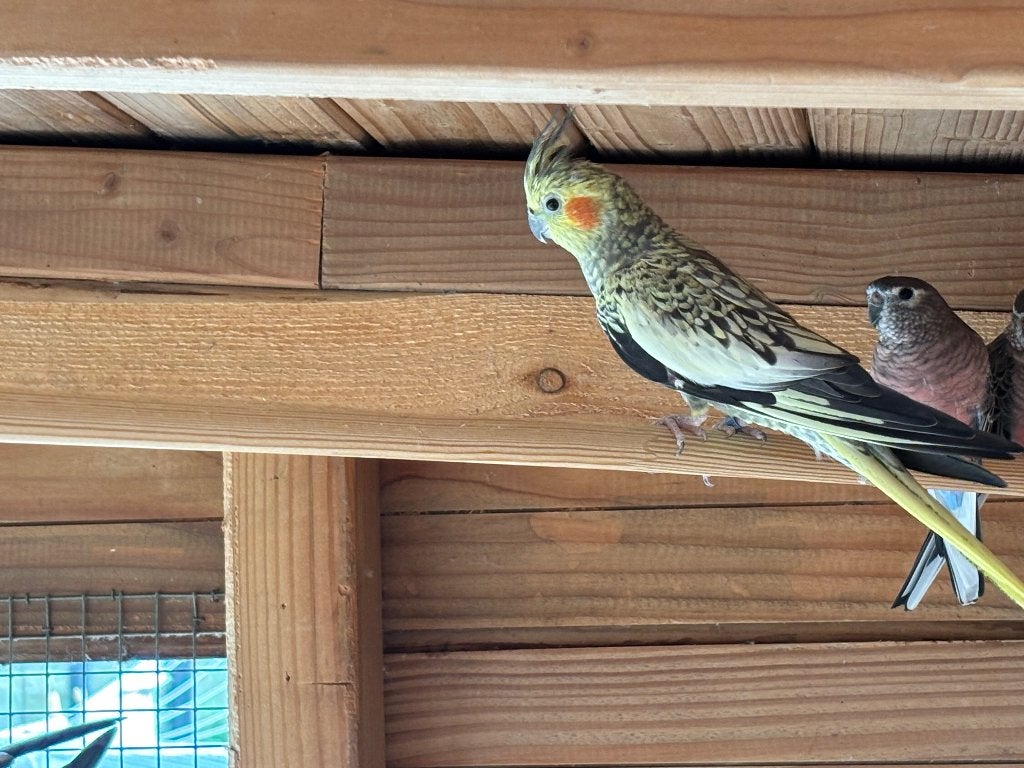 Valkparkieten, Meerdere dieren, Parkiet, Geringd