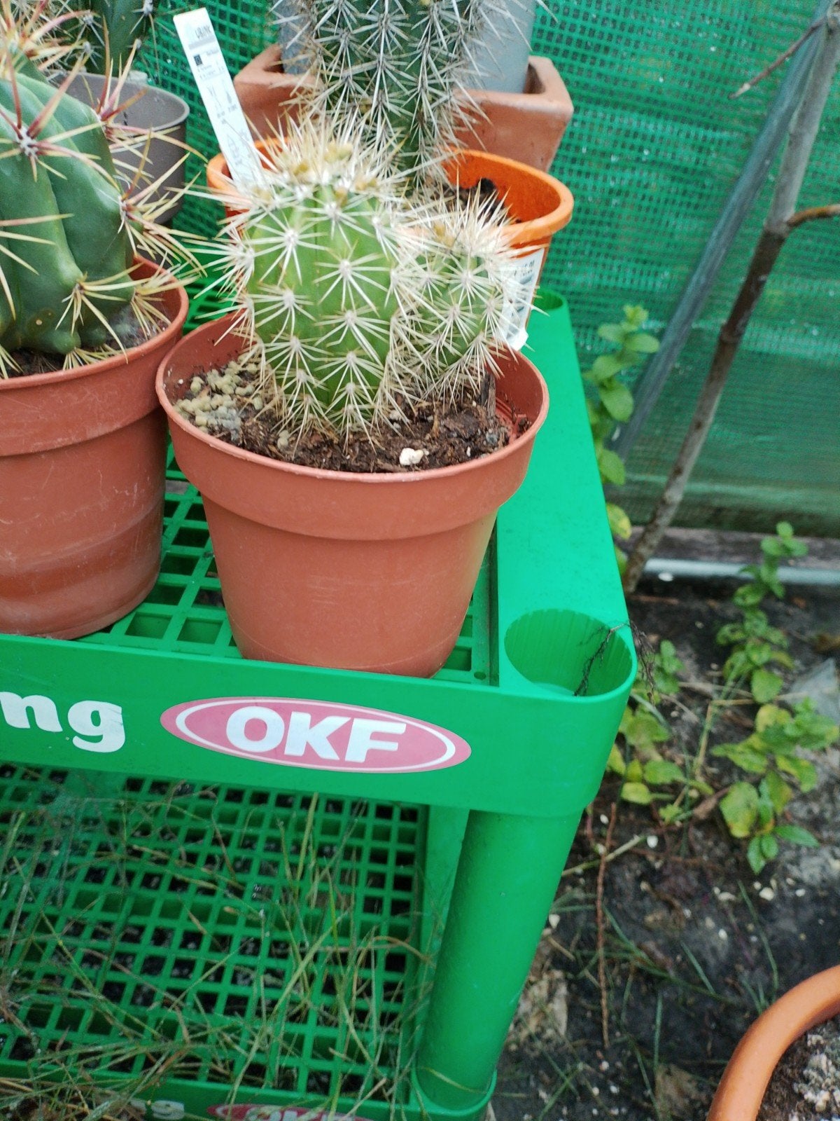 pachycereus cactussen te koop, Ophalen, Cactus, Volle zon, Minder dan 100 cm