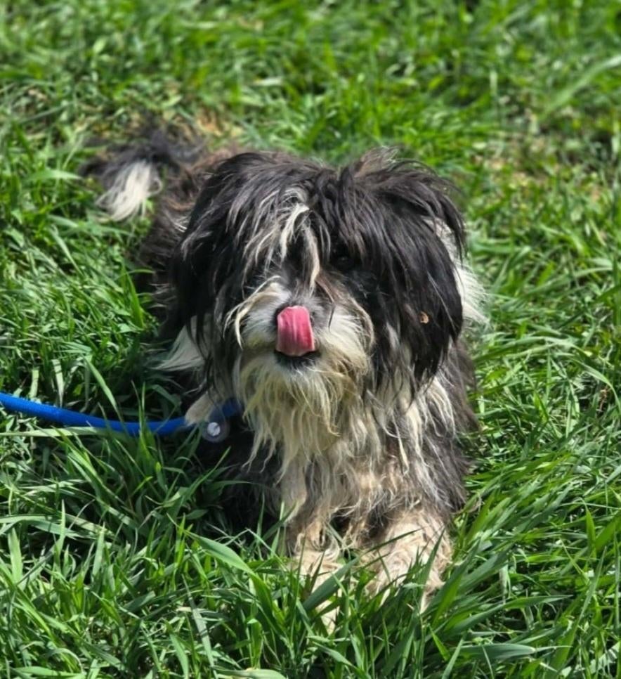 Rakker zoekt baasje, Dieren en Toebehoren, Honden | Chihuahua's en Gezelschapshonden, Particulier, Buitenland, Parvo, Eén hond