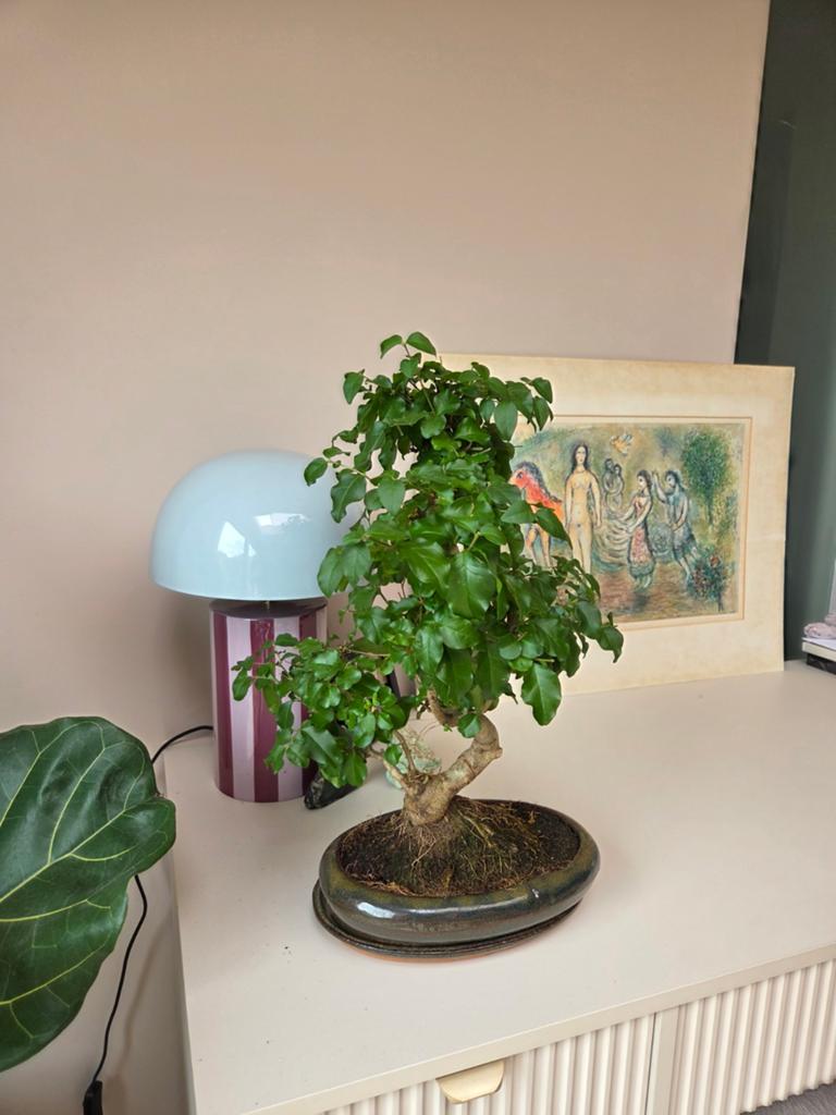 Prachtige Bonsai Ficus in pot, Ophalen