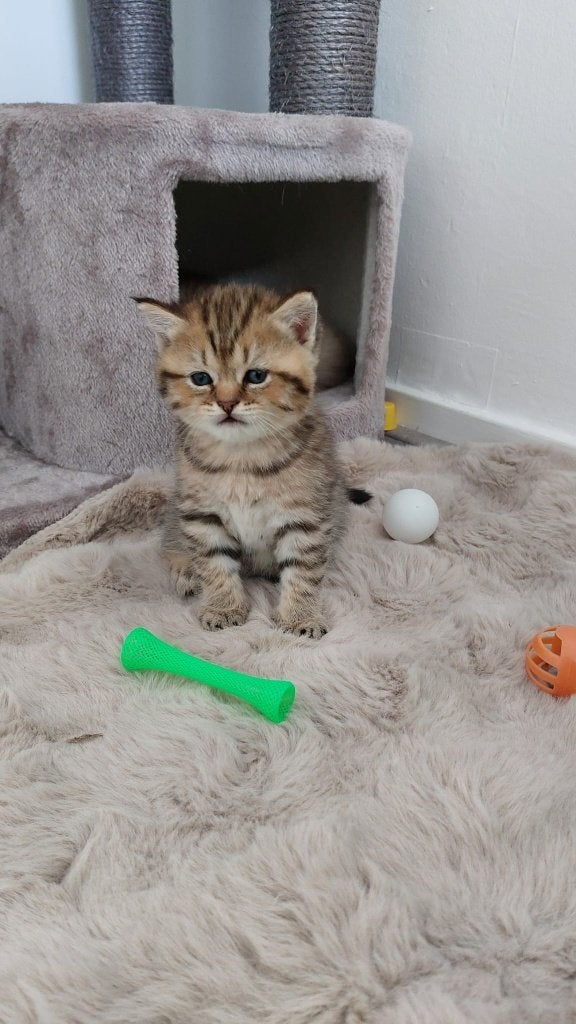 4 Prachtige Britse Korthaar kittens ️ 3 meisjes 1 jongen, Meerdere dieren, Gechipt, 0 tot 2 jaar